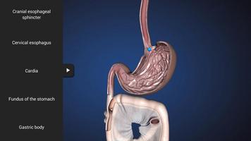 Endoscopy in Dogs (Free)