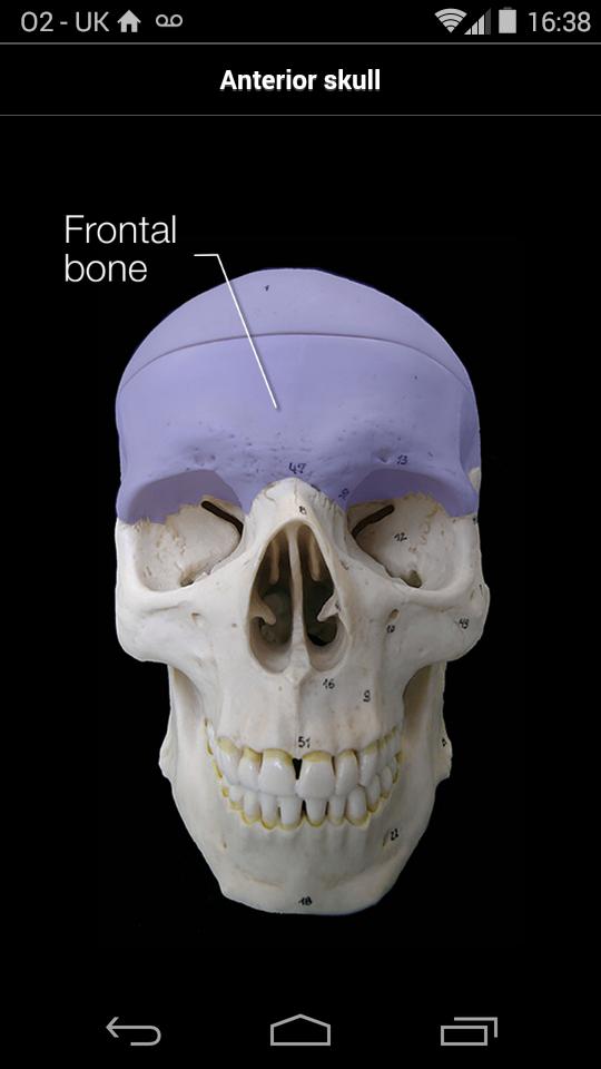 Skull Osteology