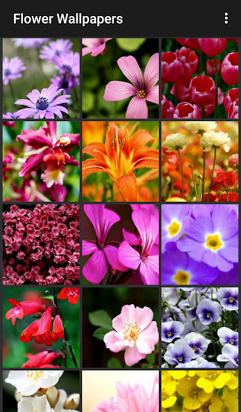 Flower Wallpapers