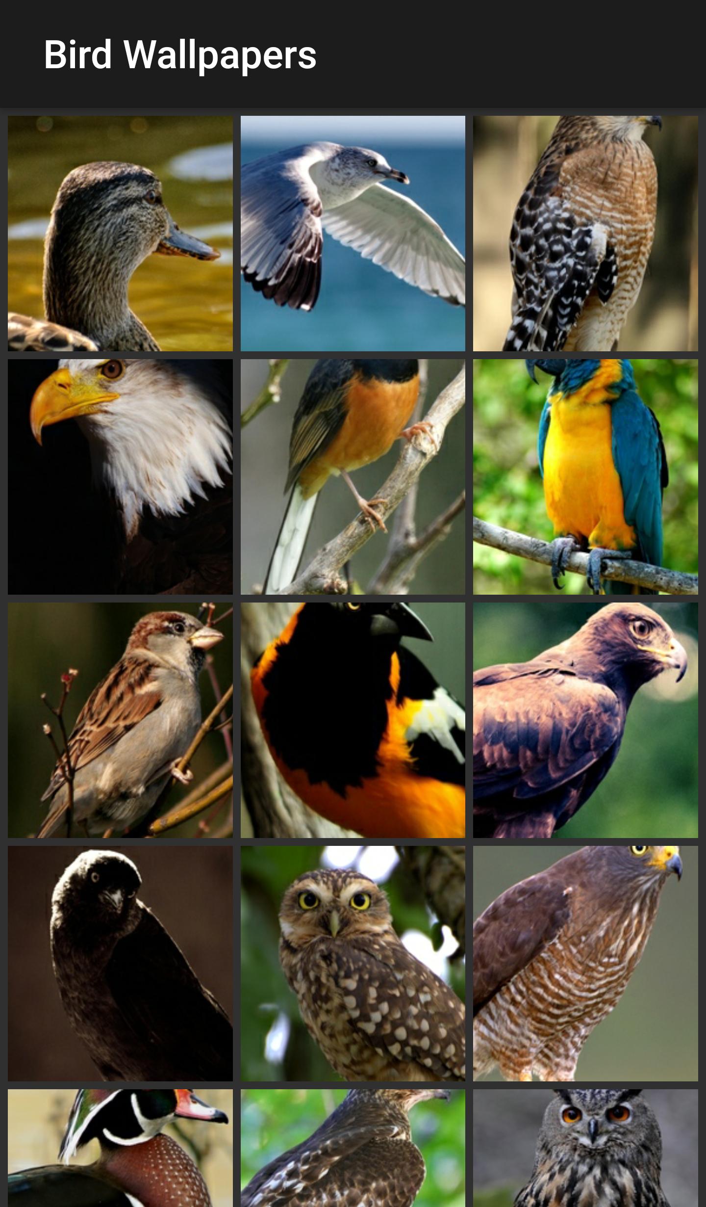 Bird Wallpapers