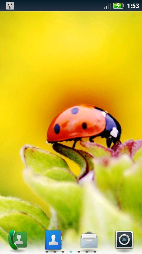 Lady Bugs Live Wallpaper