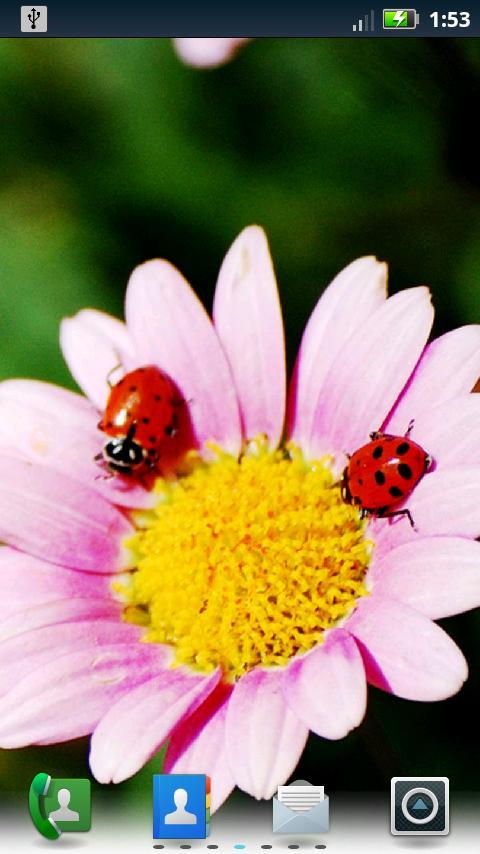 Lady Bugs Live Wallpaper