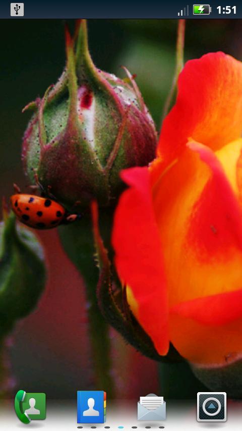 Lady Bugs Live Wallpaper