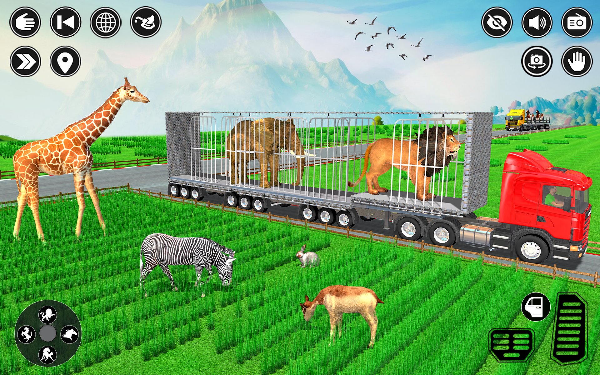 Animal Transport Truck Driving