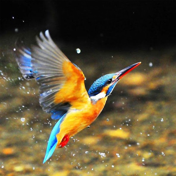 Birds Jigsaw Puzzles