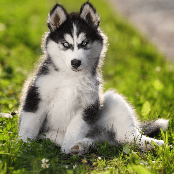 Cute Puppy Jigsaw Puzzles