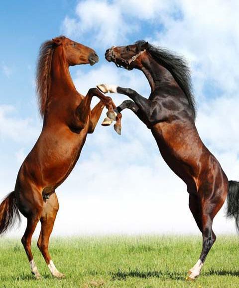 Horse Puzzle